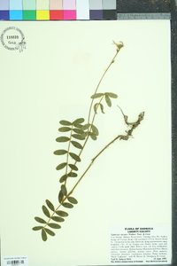 Tephrosia spicata image