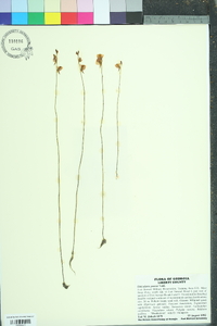 Utricularia juncea image