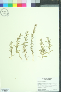 Polypremum procumbens image