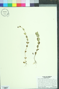 Mitreola sessilifolia image