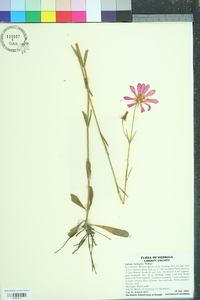 Sabatia bartramii image