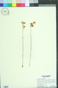 Utricularia cornuta image