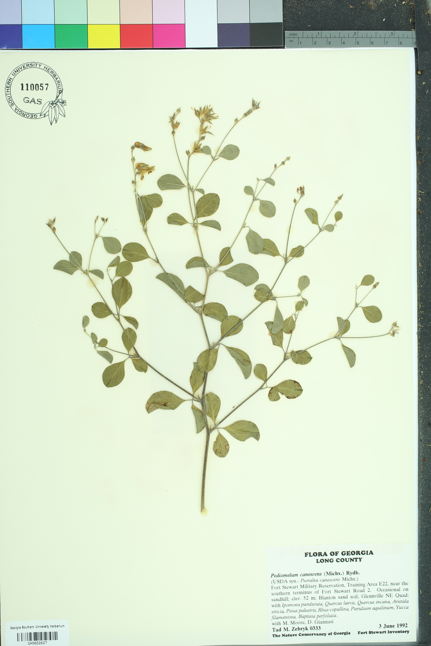 Pediomelum canescens image
