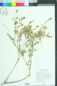 Mentzelia pumila image