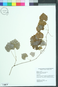 Vitis rotundifolia image