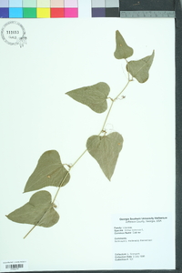 Smilax bona-nox image