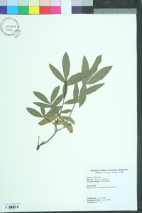 Quercus phellos image