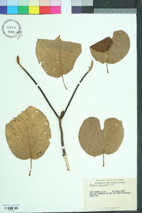 Viburnum lantanoides image