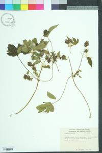 Humulus lupulus image