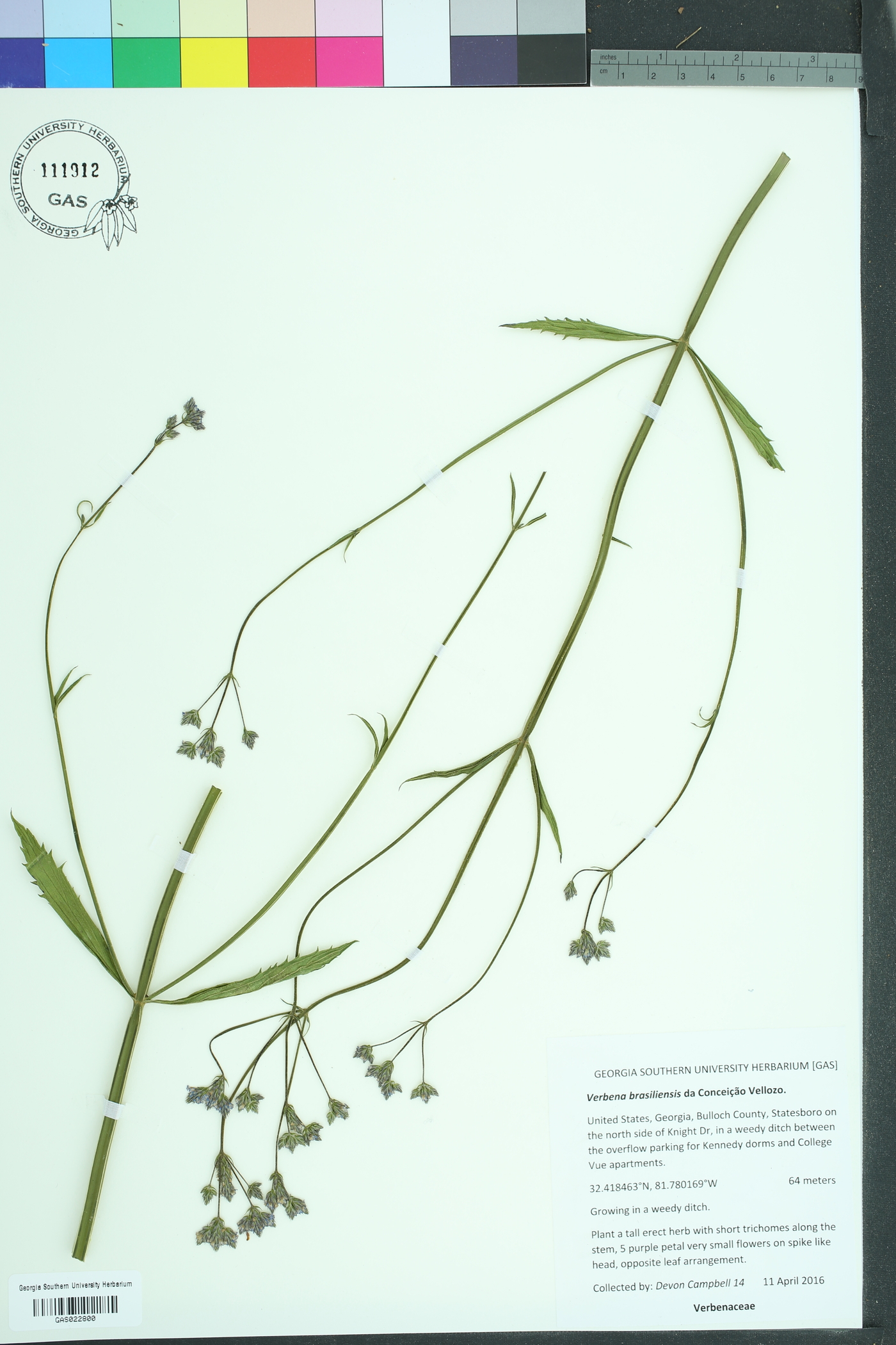 Verbena brasiliensis image