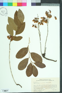 Lyonia mariana image