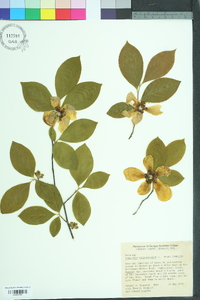 Stewartia malacodendron image