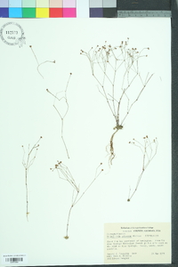 Stipulicida setacea image