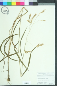 Bromus latiglumis image