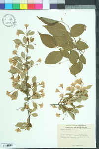 Styrax japonicus image