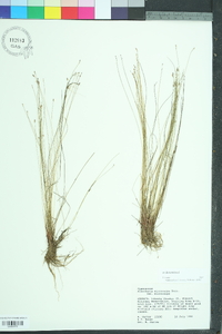 Eleocharis microcarpa image