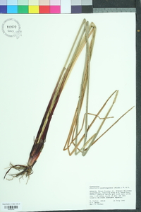 Eleocharis quadrangulata image