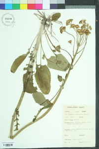 Packera tomentosa image