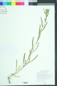 Mentzelia multiflora image