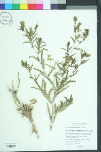 Mentzelia multiflora image