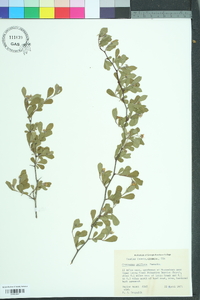 Crataegus uniflora image