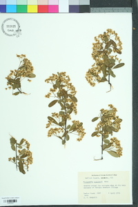 Pyracantha koidzumii image