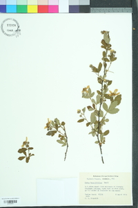 Rubus argutus image