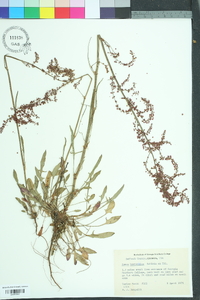Rumex hastatulus image