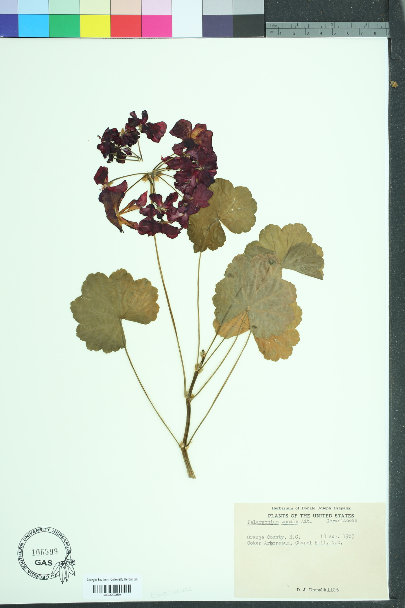 Pelargonium zonale image