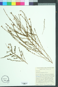 Ceanothus microphyllus image