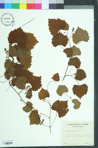 Vitis rotundifolia image