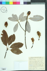 Magnolia virginiana image