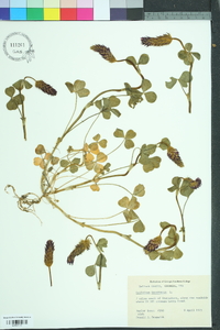 Trifolium incarnatum image