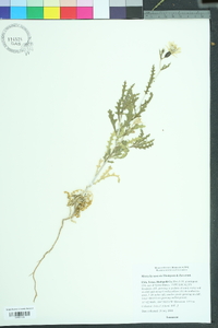 Mentzelia saxicola image