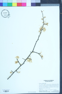 Prunus umbellata image