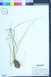 Muhlenbergia expansa image