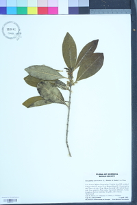 Osmanthus americanus image