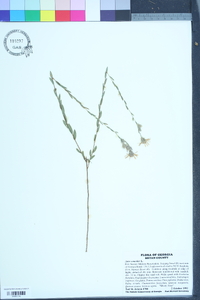 Symphyotrichum concolor image