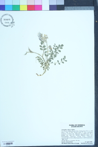Astragalus villosus image