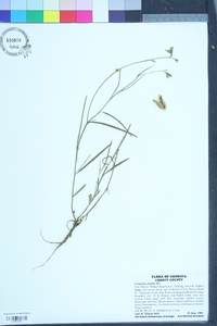 Crotalaria purshii image