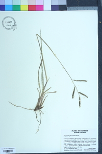 Paspalum plicatulum image