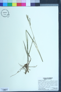 Paspalum laeve image