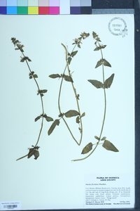 Stachys floridana image