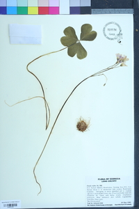 Oxalis rubra image