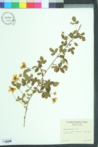 Rubus trivialis image