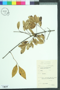 Fraxinus caroliniana image