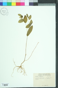 Uvularia perfoliata image