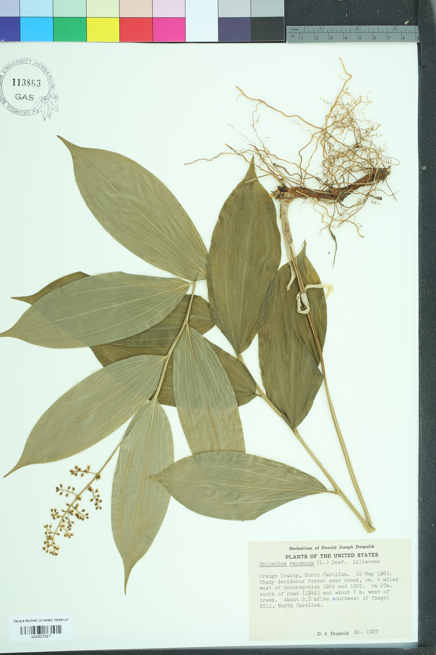Maianthemum racemosum racemosum image