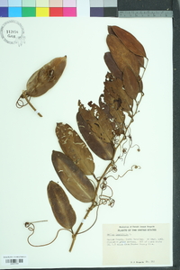 Smilax laurifolia image