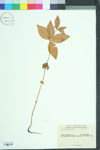 Medeola virginiana image